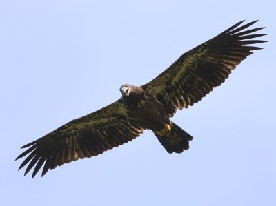 Amerikaanse Zeearend - Bald Eagle