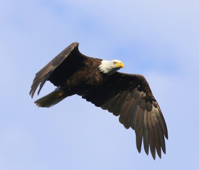 Amerikaanse Zeearend - Bald Eagle