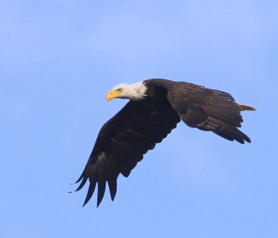 Amerikaanse Zeearend - Bald Eagle