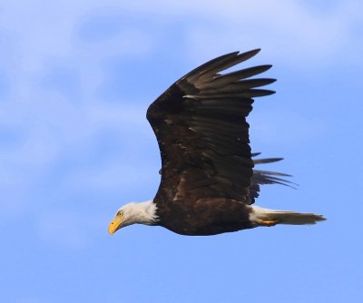 Amerikaanse Zeearend - Bald Eagle