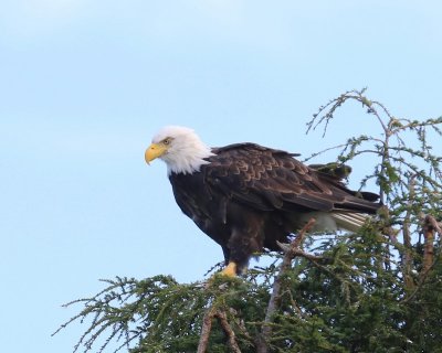 Amerikaanse Zeearend - Bald Eagle