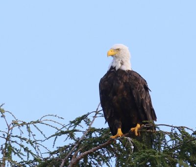 Amerikaanse Zeearend - Bald Eagle