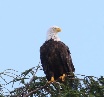 Amerikaanse Zeearend - Bald Eagle