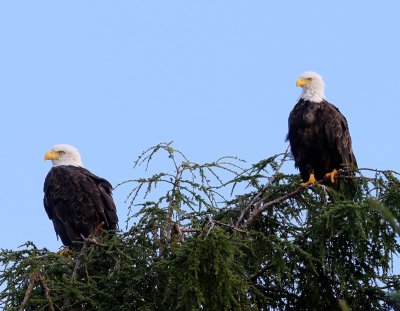 Amerikaanse Zeearenden - Bald Eagles