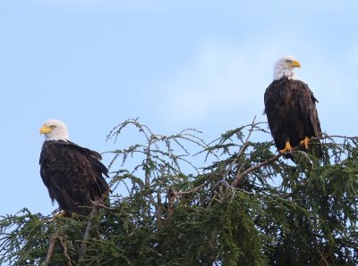 Amerikaanse Zeearenden - Bald Eagles