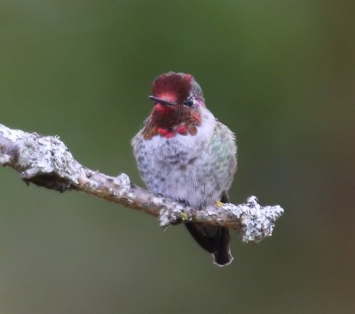 Anna''s Kolibrie - Anna's Hummingbird