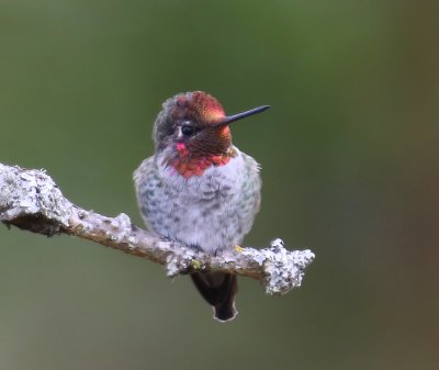 Anna''s Kolibrie - Anna's Hummingbird