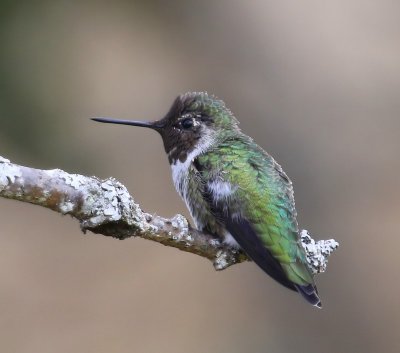 Anna''s Kolibrie - Anna's Hummingbird