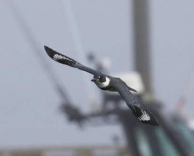 Bandijsvogel - Belted Kingfisher