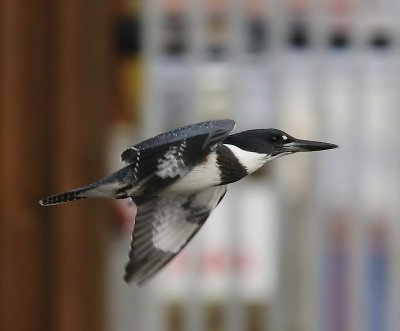 Bandijsvogel - Belted Kingfisher