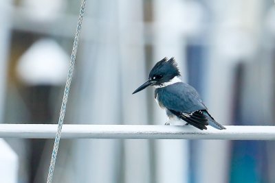 Bandijsvogel - Belted Kingfisher