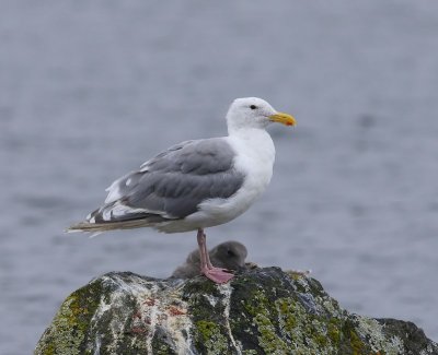 Beringmeeuw - Glaucous-winged Gull
