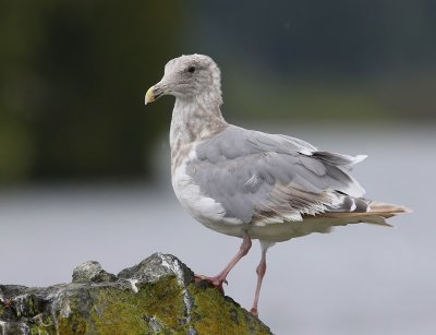 Beringmeeuw - Glaucous-winged Gull