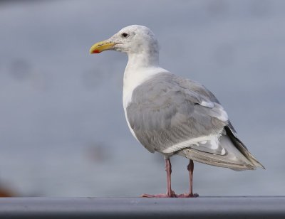 Beringmeeuw - Glaucous-winged Gull