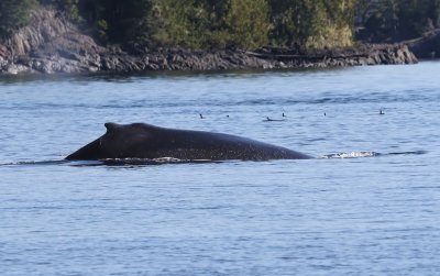 Bultrug - Humpback Whale