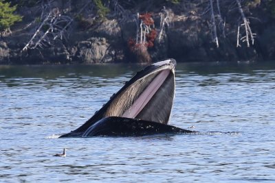 Bultrug - Humpback Whale