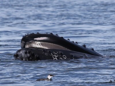 Bultrug - Humpback Whale