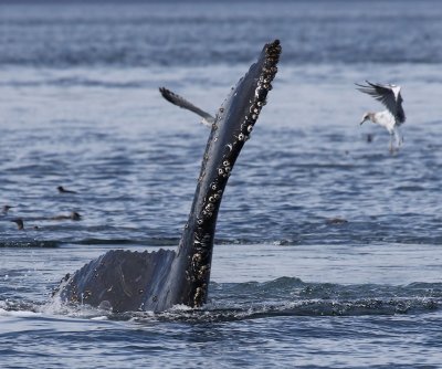 Bultrug - Humpback Whale
