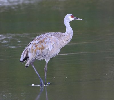 Canadese Kraanvogel - Sandhill Crane