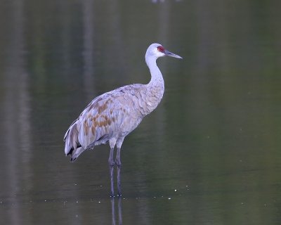 Canadese Kraanvogel - Sandhill Crane
