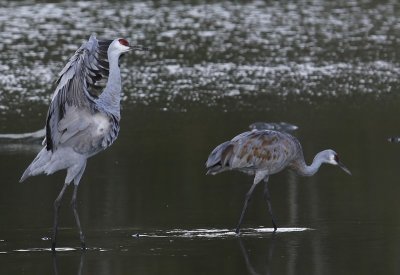 Canadese Kraanvogels - Sandhill Cranes