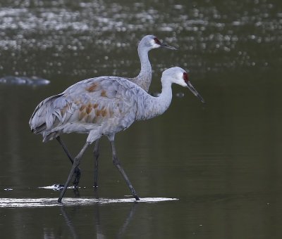 Canadese Kraanvogels - Sandhill Cranes