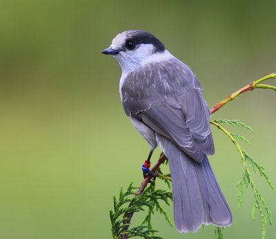 Canadese Taigagaai - Grey Jay