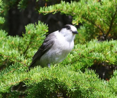 Canadese Taigagaai - Grey Jay