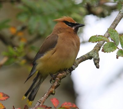 Cederpestvogel - Cedar Waxwing