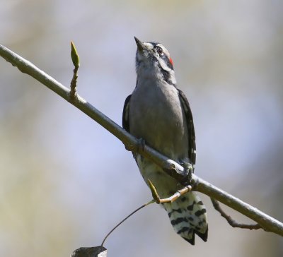 Donsspecht - Downy Woodpecker