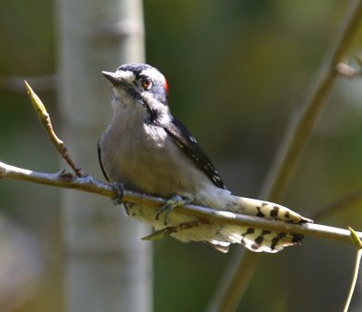 Donsspecht - Downy Woodpecker