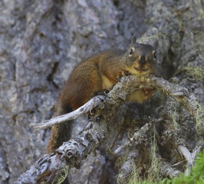 Eekhoorn - Squirrel
