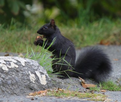Eekhoorn - Squirrel