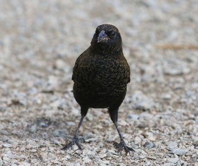 Epauletspreeuw - Red-winged Blackbird