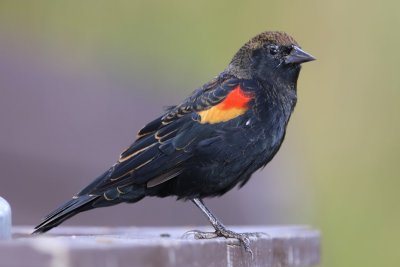 Epauletspreeuw - Red-winged Blackbird