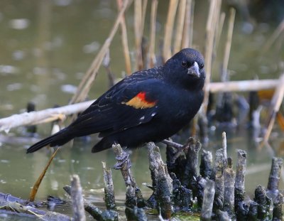 Epauletspreeuw - Red-winged Blackbird