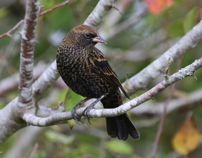 Epauletspreeuw - Red-winged Blackbird