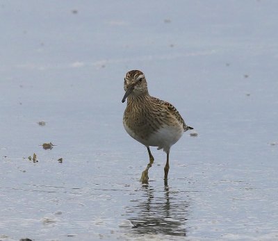 Gestreepte Strandloper - Pectoral Sandpiper