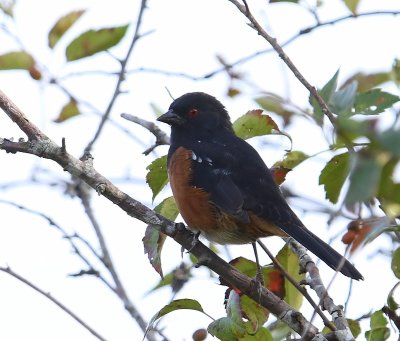 Gevlekte Towie - Spotted Towhee