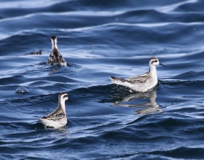 Grauwe Franjepoten - Red-necked Phalaropes