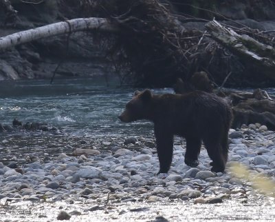 Grizzlybeer - Grizzly Bear