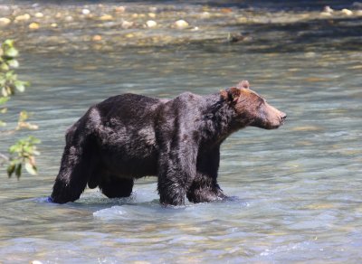 Grizzlybeer - Grizzly Bear