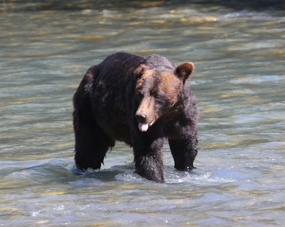Grizzlybeer - Grizzly Bear