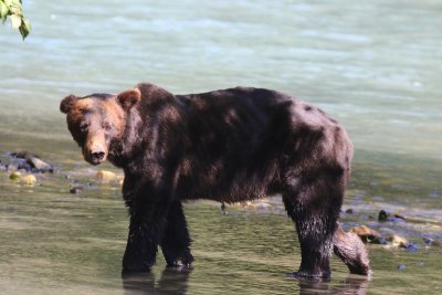Grizzlybeer - Grizzly Bear