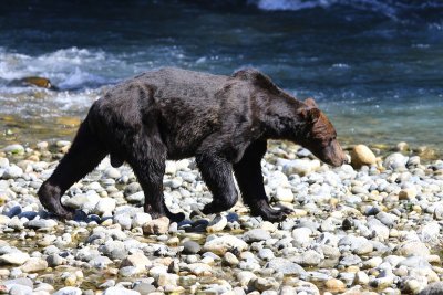 Grizzlybeer - Grizzly Bear