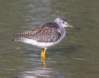 Grote Geelpootruiter - Greater Yellowlegs