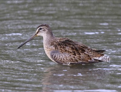 Grote Grijze Snip - Long-billed Dowitcher