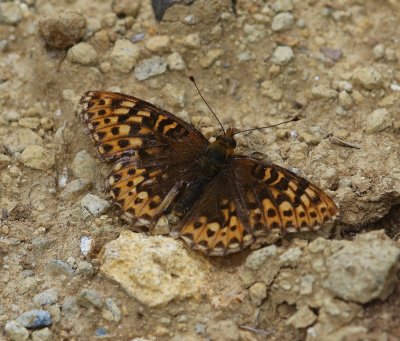 Hydaspe Fritillary