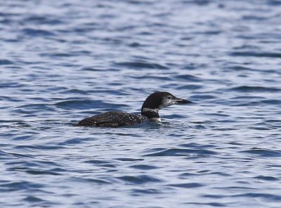 IJsduiker - Common Loon