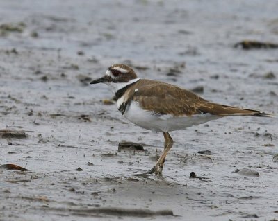 Killdeerplevier - Killdeer